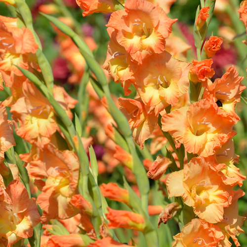 Gladiolus Peter Pears - Schwertblume