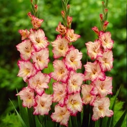 Gladiole Priscilla - Gladiolus
