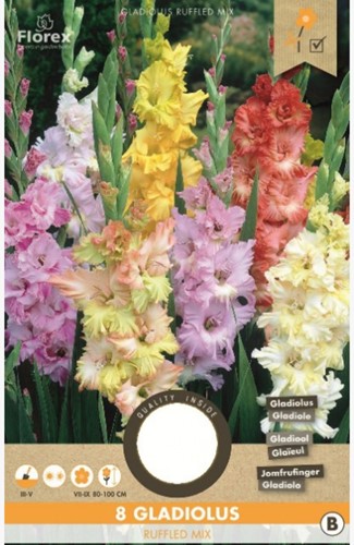 Gladiolus Fringled Mischung