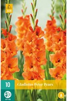 Gladiolus Peter Pears - Gladiool-2