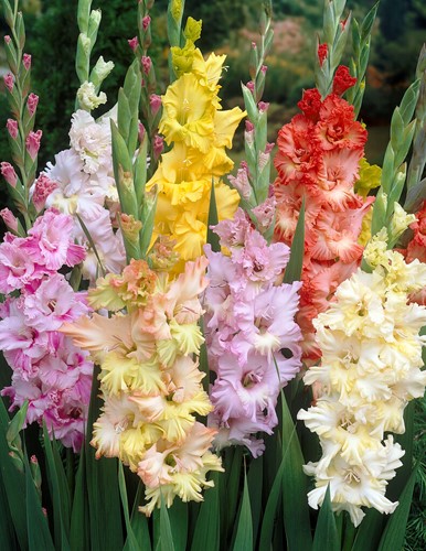 Gladiool Gefranjerd Gemengd - Gladiolus ruffled mix
