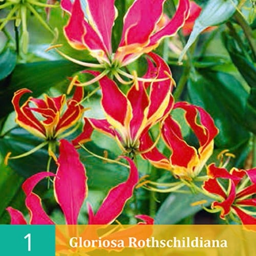 Ruhmeskrone - Gloriosa Rothschildiana