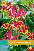 Ruhmeskrone - Gloriosa Rothschildiana-2