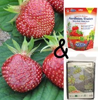 Teeltpakket Aardbei Cherryberry