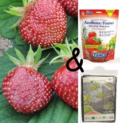 Teeltpakket Aardbei Cherryberry