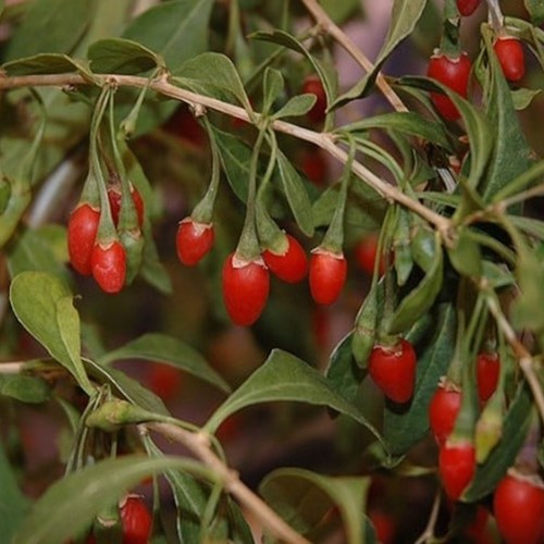 Lycium Barbarum - Goji-Beere
