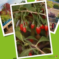 Lycium barbarum - Gojibes of Boksdoorn (Sixpack)-3