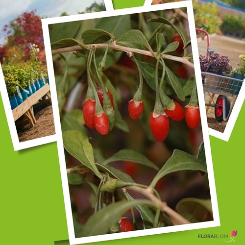 Lycium Barbarum - Goji-Beere (Sechserpack)-3