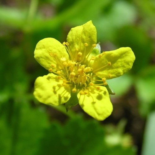 Teppich-Golderdbeere - Waldsteinia ternata (Sechserpack)