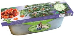 Zinkwanne Tomate Siderno F1