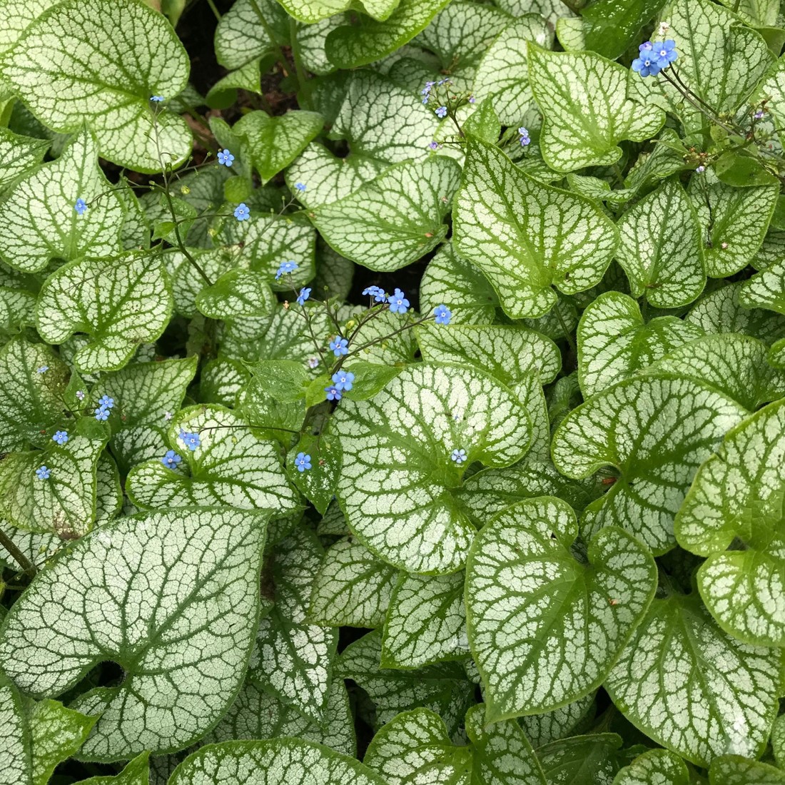 Vergissmeinnicht Jack Frost kaufen? Einfach online bestellen  Gartencenter  Koeman