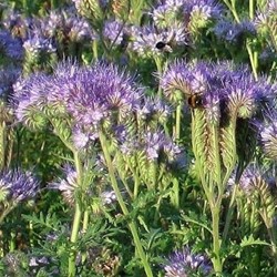 Gründünger Phacelia 1KG