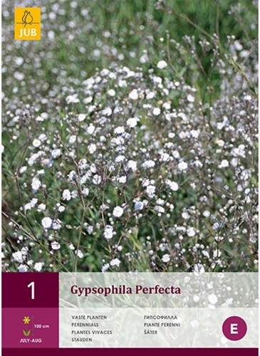 Gypsophila Perfecta - Gipskräuter
