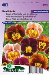 Hornveilchen Bambini Mix Viola Cornuta