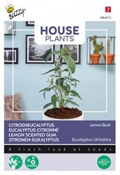 Zitronen-Eukalyptus Lemon Bush - Buzzy House Plants