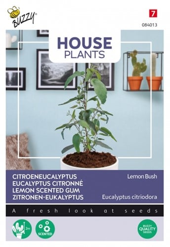 Zitronen-Eukalyptus Lemon Bush - Buzzy House Plants