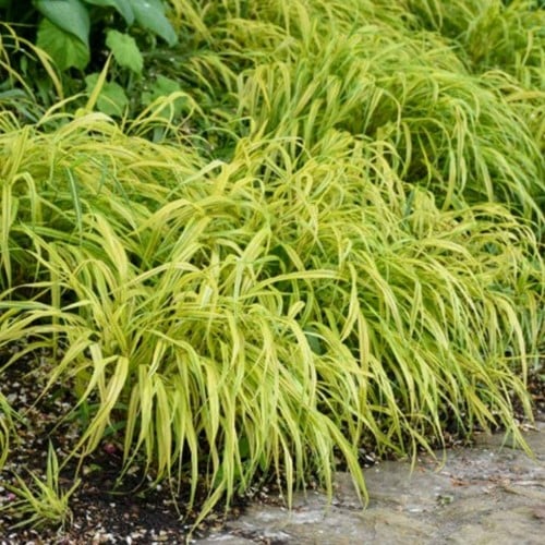 Hakonechloa macra Aureola – Japan-Zwergschilfs