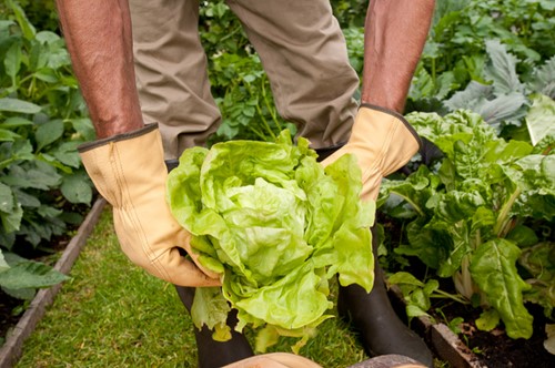 Rostaing Waterafstotende lederen handschoenen voor tuinwerkzaamheden maat 6-2
