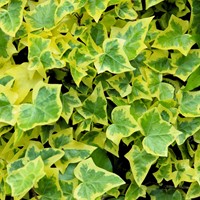 goldfruchtpalme knstlich Goldfruchtpalme Kunstpflanze kaufen