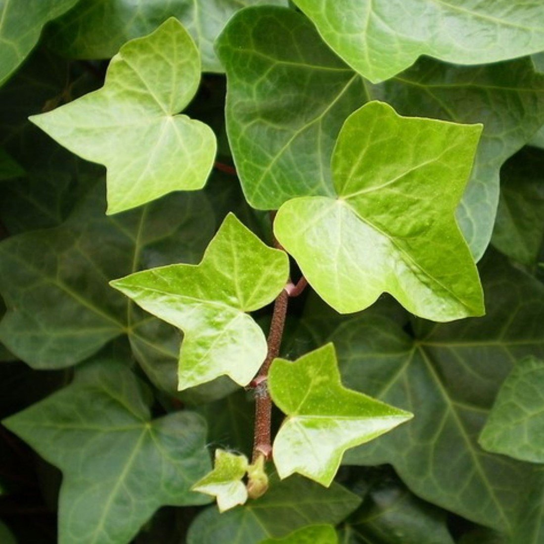 Hedera Helix kaufen? Einfach online bestellen Gartencenter Koeman