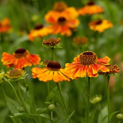 Helenium Sahin's Early Flowerer - Sonnebraut