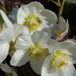 Helleborus Niger (Topfpflanze)