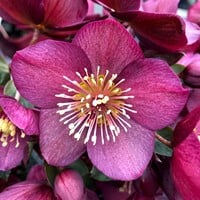 Helleborus Orientalis Pretty Ellen Red - Lenzrose