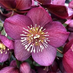 Helleborus Orientalis (Christrose/Lensrose Topfpflanze)