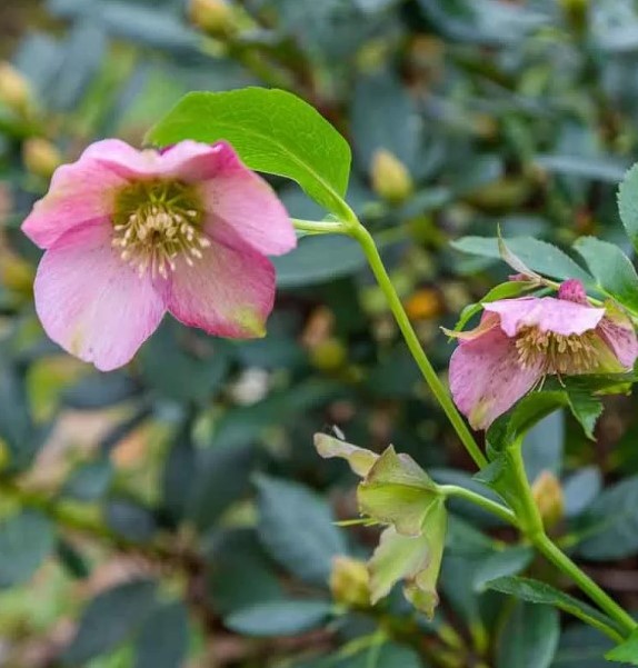 Helleborus Orientalis Pretty Ellen Pink Lenzrose kaufen? Einfach online