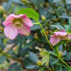 Helleborus orientalis Pretty Ellen Pink - Lenzrose