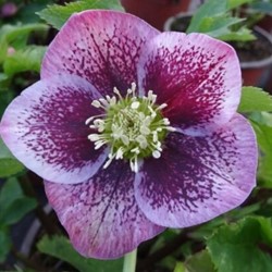 Helleborus Orientalis Pretty Ellen Spotted - Lenzrose