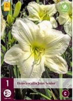 Hemerocallis Joan Senior - Taglilie