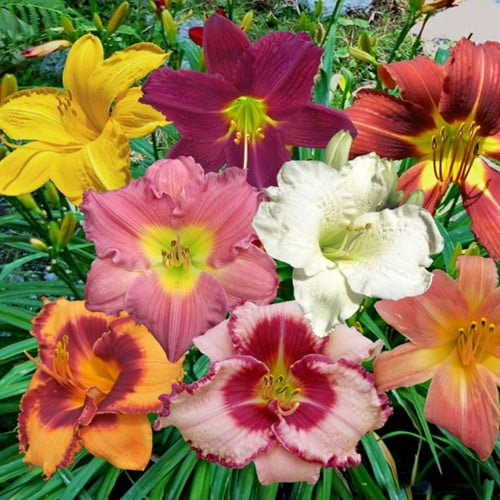 Hemerocallis Mischung - Taglilien