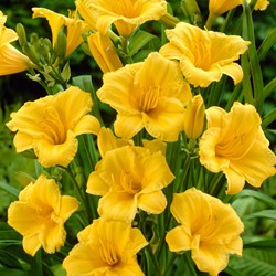 Hemerocallis Stella d'Oro - Taglilie (Topfpflanze)