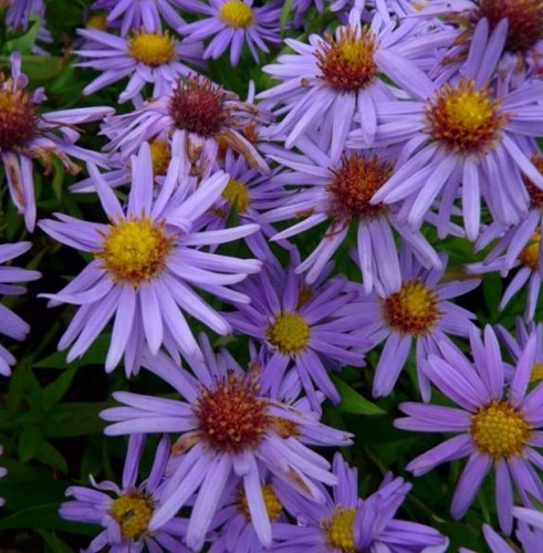 Herbstaster Prof. Anton Kippenberg - Aster (Sechserpack)