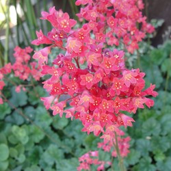 Purpurglöckchen Leuchtkäfer - Heuchera