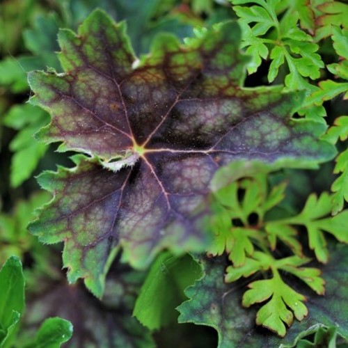 Heuchera villosa var. Macrorrhiza - Purpurglöckchen
