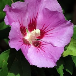 Altheastruik Woodbridge - Hibiscus
