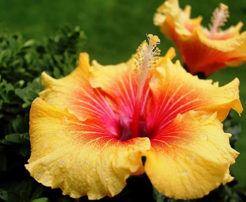 Hibiskus schneiden