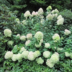 Hortensia Limelight® - Hydrangea paniculata