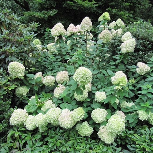Hortensie Limelight® - Hydrangea paniculata
