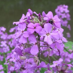 Hesperis matronalis - Nachtviole