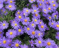Aster ageratoides Asran - Herfstaster