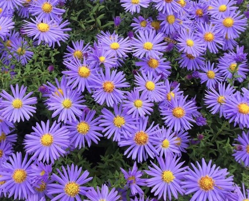 Astern ageratoides Asran - Herbstaster