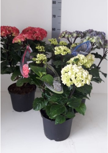 Hortensie Black Steel White - Hydrangea Macrophylla Weiß