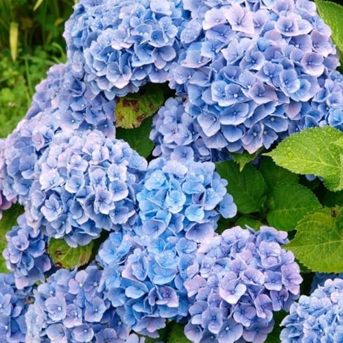 Hortensie Blau