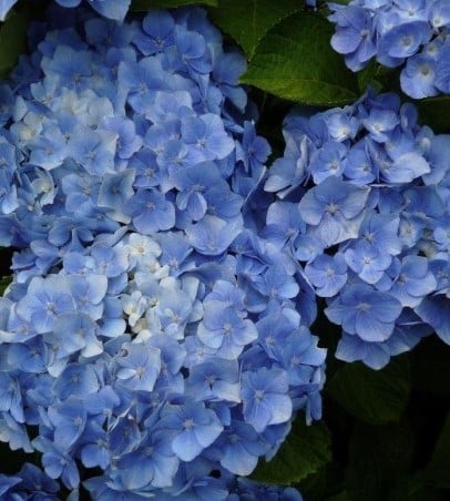 Hortensie Bodensee- Hydrangea macrophylla