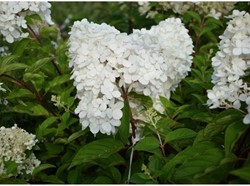 Hortensie Grandiflora - Hydrangea paniculata
