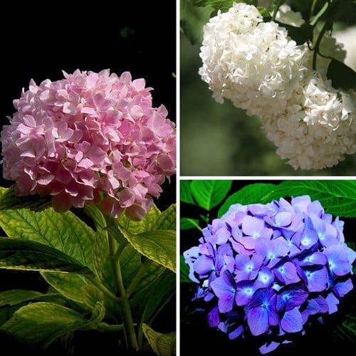 Hortensien-Mix weiß, rosa und blau - Hydrangea