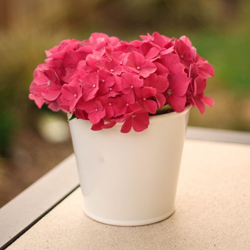 Hortensie Alpenglühen - Hydrangea macrophylla
